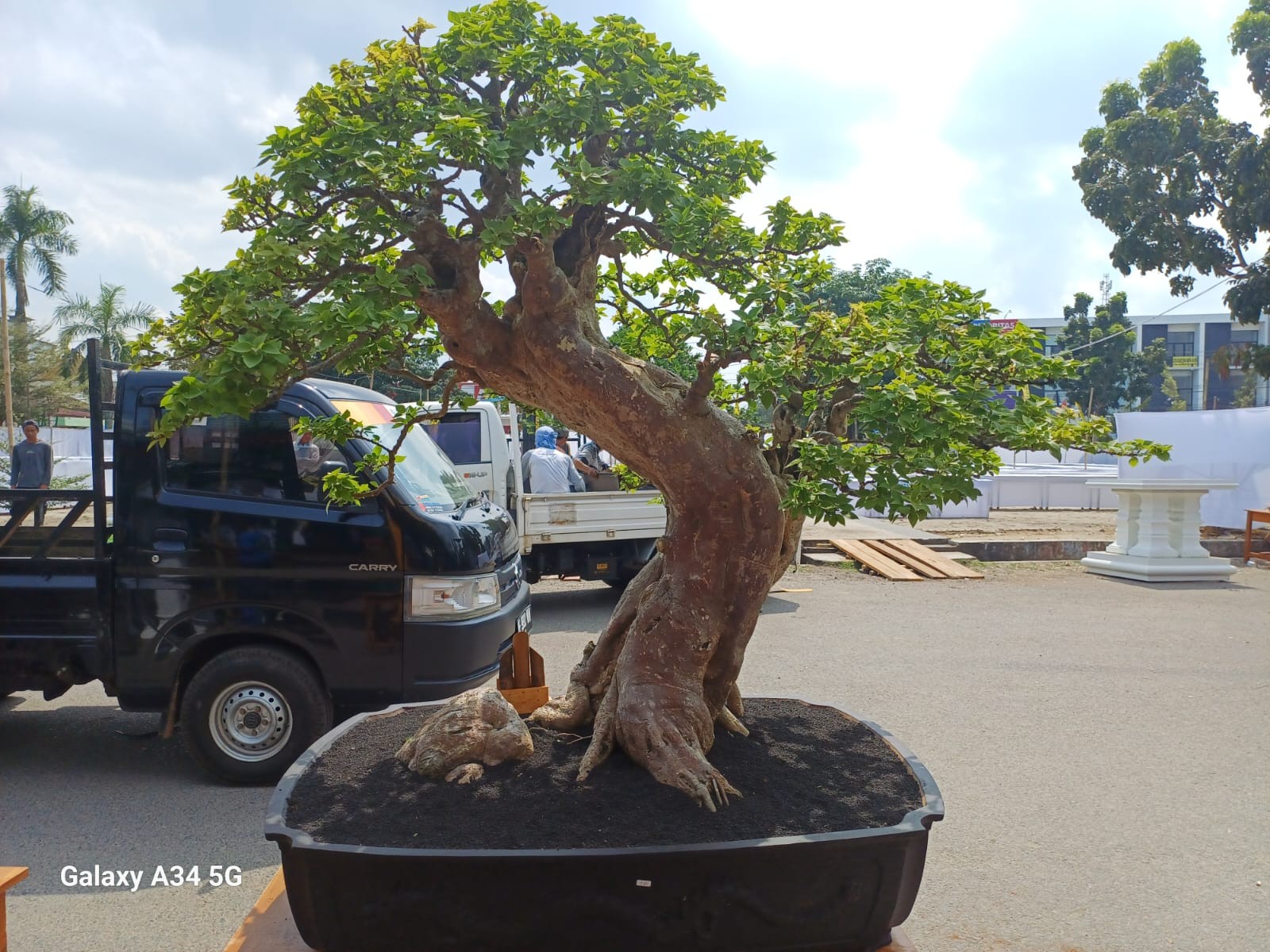 Pertama Pameran dan Kontes Bonsai Nasional di Kabupaten Pringsewu.